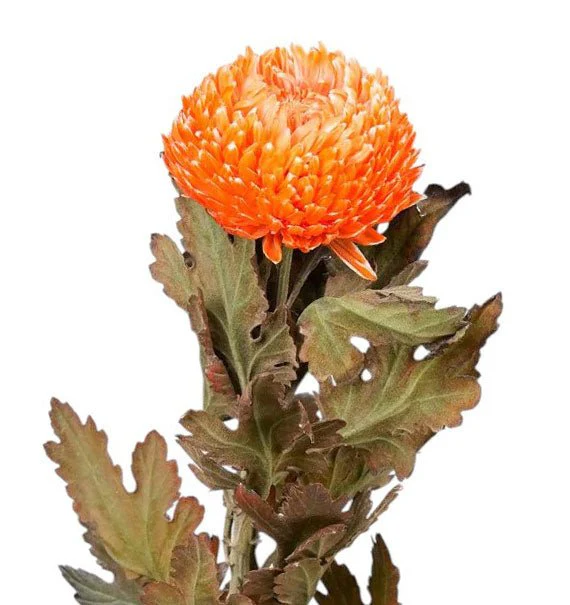 Flowers For VN Women's Day - Image 5