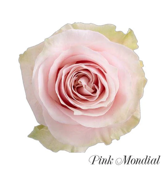 Pink Whisper (Pre-Order) - Image 4