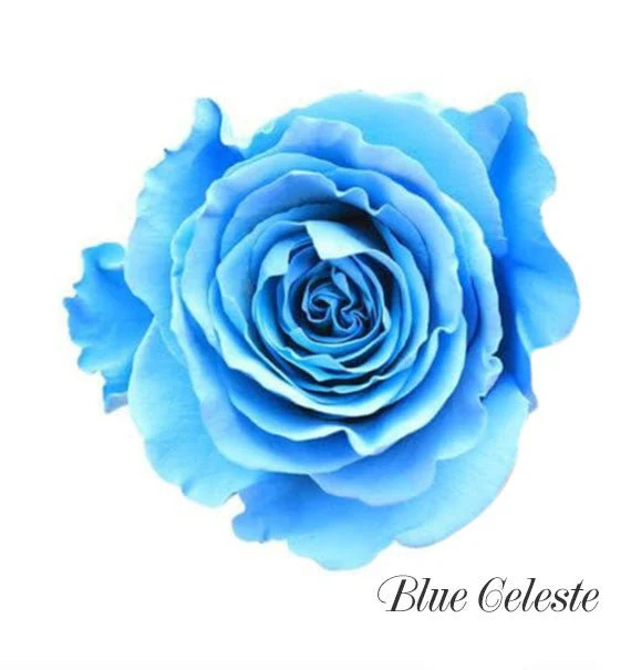 Light Blue Ecuador Rose Bouquet (Pre-Order) - Image 3