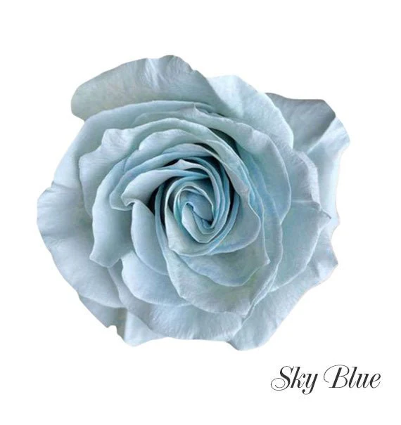 Light Blue Ecuador Rose Bouquet (Pre-Order) - Image 4