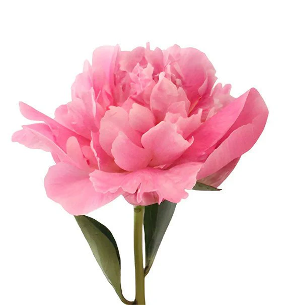 Pink Peony Bouquet (Pre-Order) - HCM ONLY - Image 3